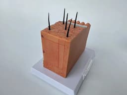 image-Human Skin and Hair Structure Enlarge Model Skin Layer Structure Model skin structure anatomy cosmetic training