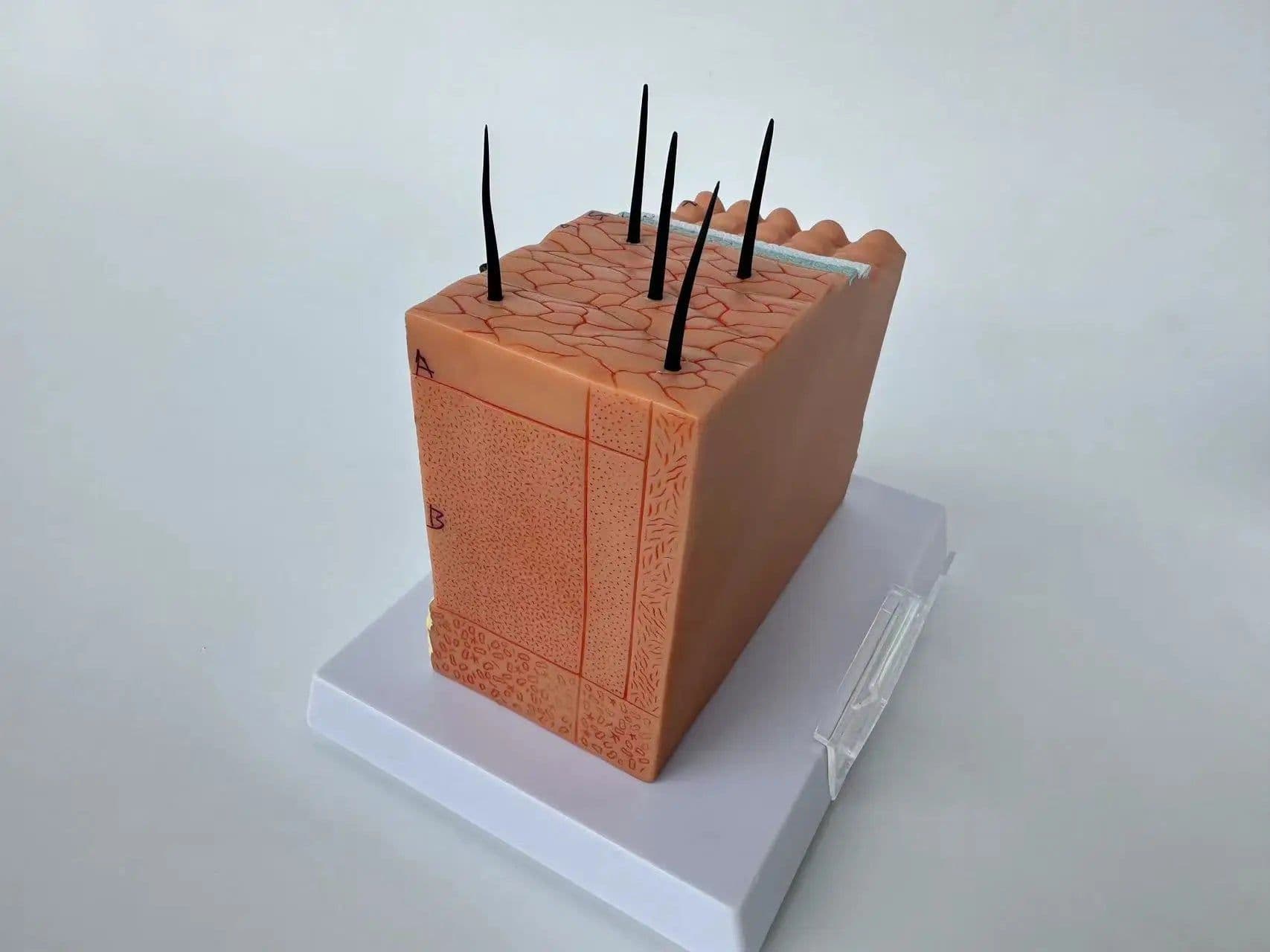 image-Human Skin and Hair Structure Enlarge Model Skin Layer Structure Model skin structure anatomy cosmetic training