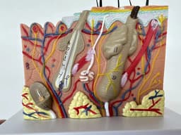 image-Human Skin and Hair Structure Enlarge Model Skin Layer Structure Model skin structure anatomy cosmetic training