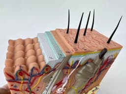 image-Human Skin and Hair Structure Enlarge Model Skin Layer Structure Model skin structure anatomy cosmetic training