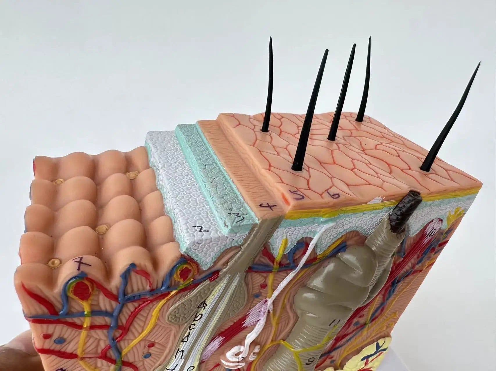 image-Human Skin and Hair Structure Enlarge Model Skin Layer Structure Model skin structure anatomy cosmetic training
