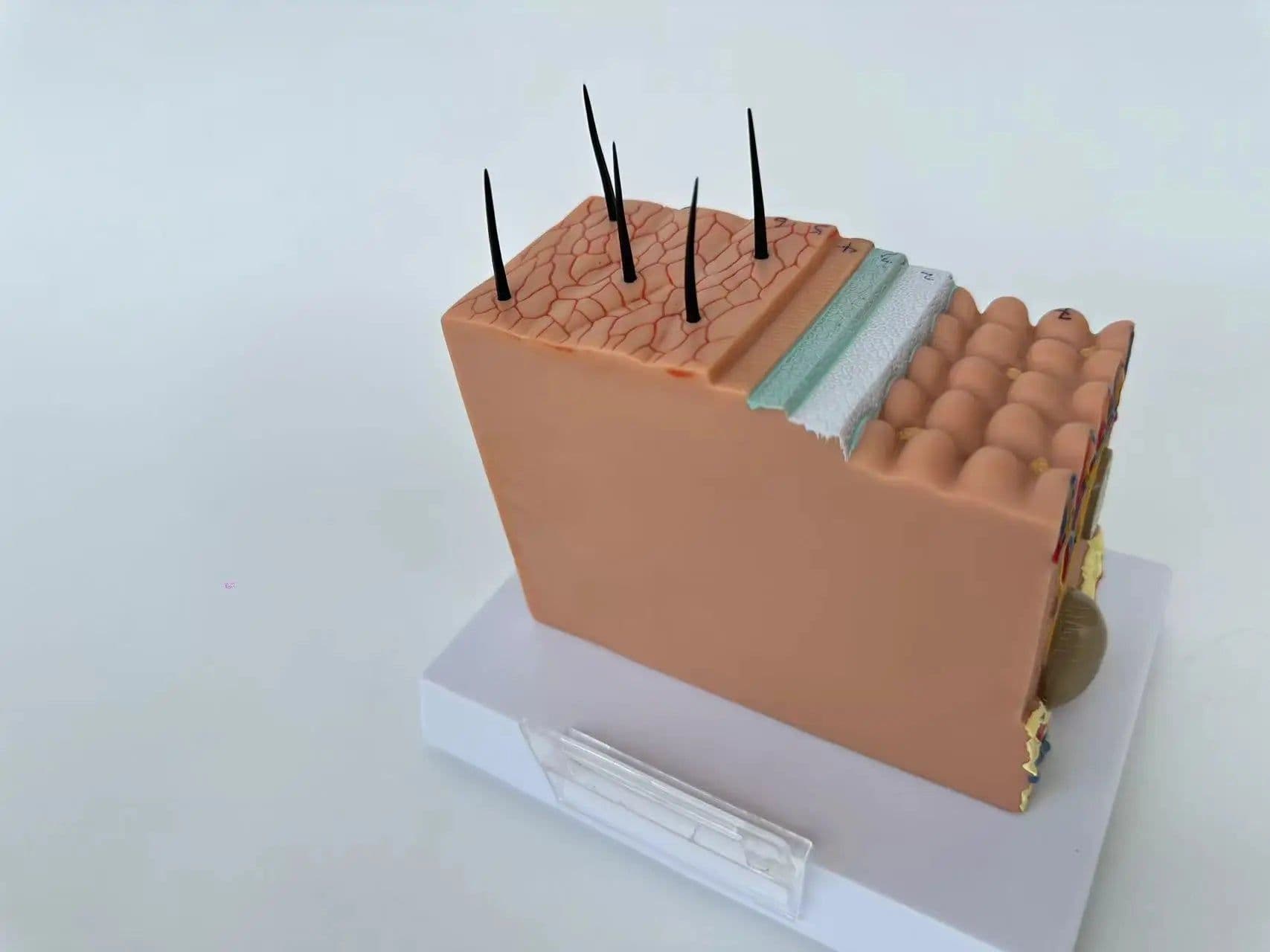 image-Human Skin and Hair Structure Enlarge Model Skin Layer Structure Model skin structure anatomy cosmetic training