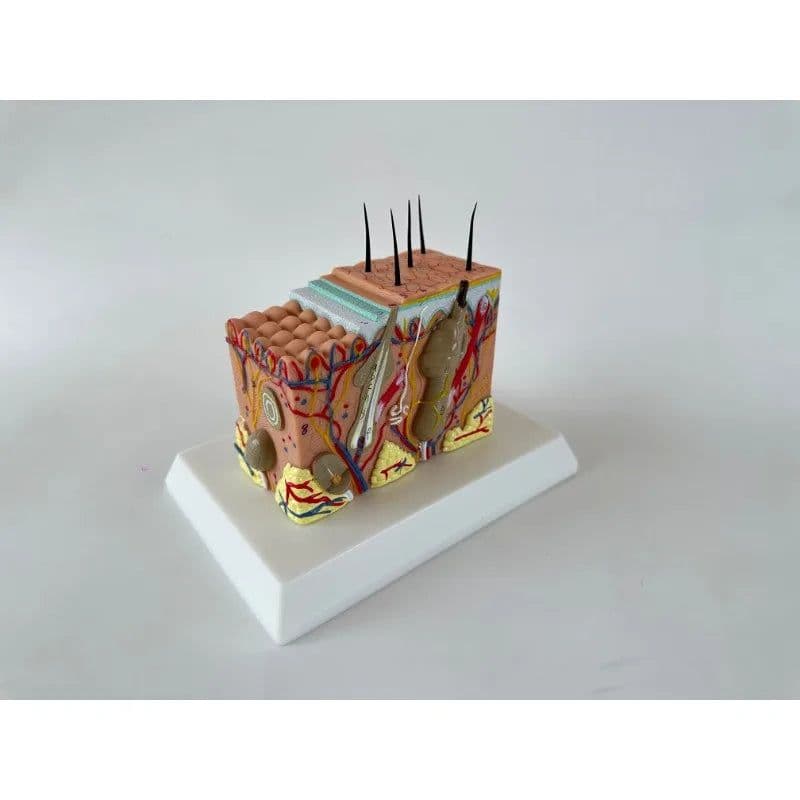 image-Human Skin and Hair Structure Enlarge Model Skin Layer Structure Model skin structure anatomy cosmetic training