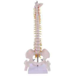 image-45cm Life Size Vertebral Column models lumbar Spine with pelvic Anatomical Anatomy Model Skeleton Instrument Medical Supplies