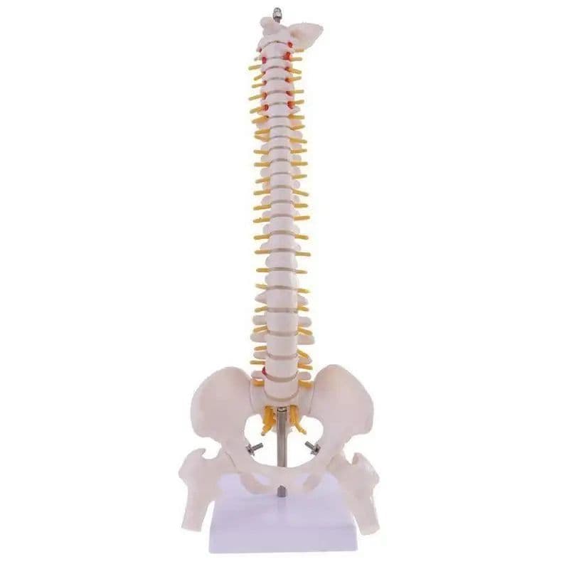 image-45cm Life Size Vertebral Column models lumbar Spine with pelvic Anatomical Anatomy Model Skeleton Instrument Medical Supplies
