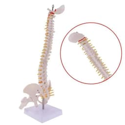 image-45cm Life Size Vertebral Column models lumbar Spine with pelvic Anatomical Anatomy Model Skeleton Instrument Medical Supplies