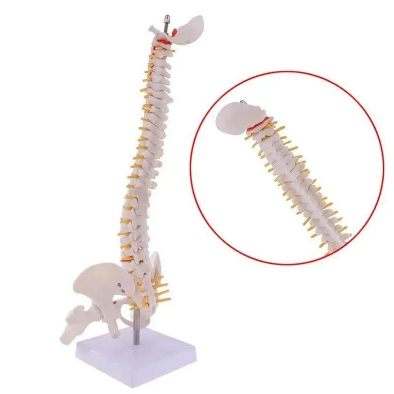 image-45cm Life Size Vertebral Column models lumbar Spine with pelvic Anatomical Anatomy Model Skeleton Instrument Medical Supplies