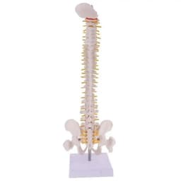 image-45cm Life Size Vertebral Column models lumbar Spine with pelvic Anatomical Anatomy Model Skeleton Instrument Medical Supplies