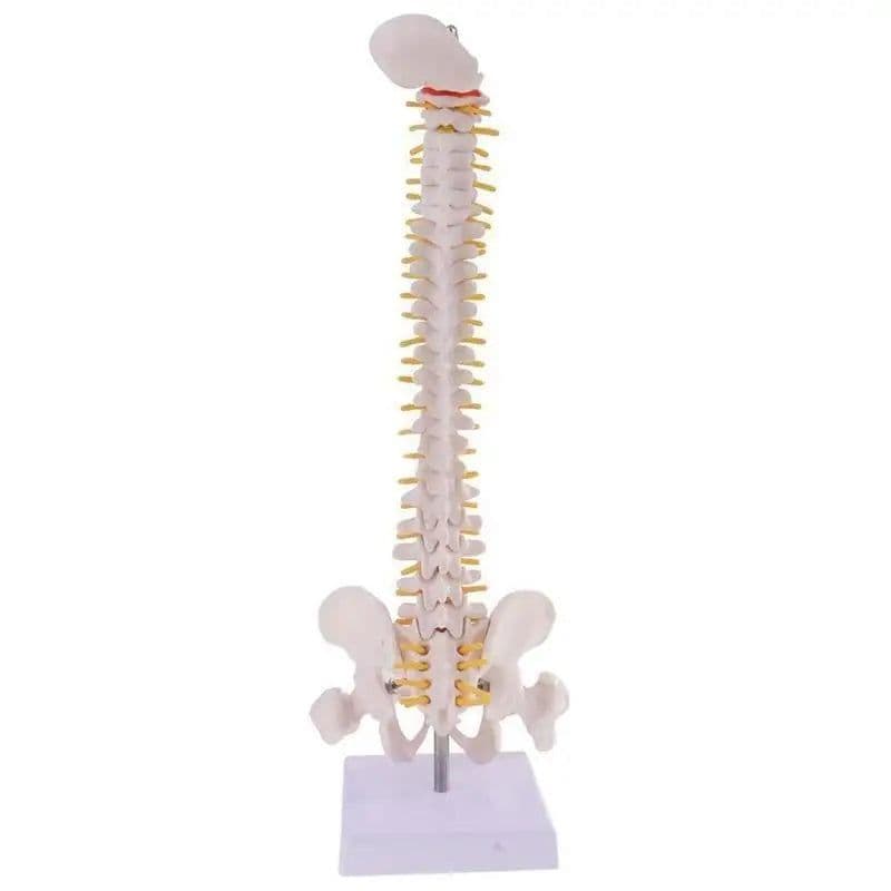 image-45cm Life Size Vertebral Column models lumbar Spine with pelvic Anatomical Anatomy Model Skeleton Instrument Medical Supplies