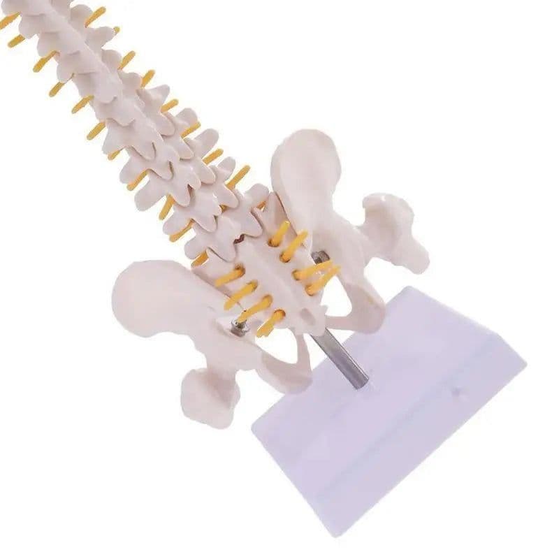 image-45cm Life Size Vertebral Column models lumbar Spine with pelvic Anatomical Anatomy Model Skeleton Instrument Medical Supplies