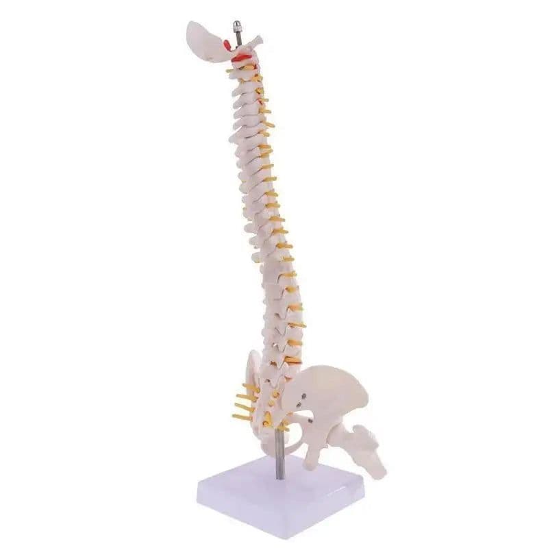image-45cm Life Size Vertebral Column models lumbar Spine with pelvic Anatomical Anatomy Model Skeleton Instrument Medical Supplies