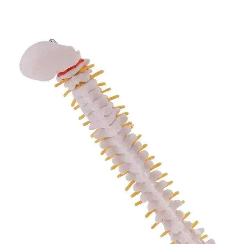 image-45cm Life Size Vertebral Column models lumbar Spine with pelvic Anatomical Anatomy Model Skeleton Instrument Medical Supplies