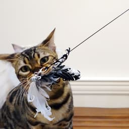 image-Tian Tian Cat Funny Cat Stick Cat Toy Bird Feather Wire
