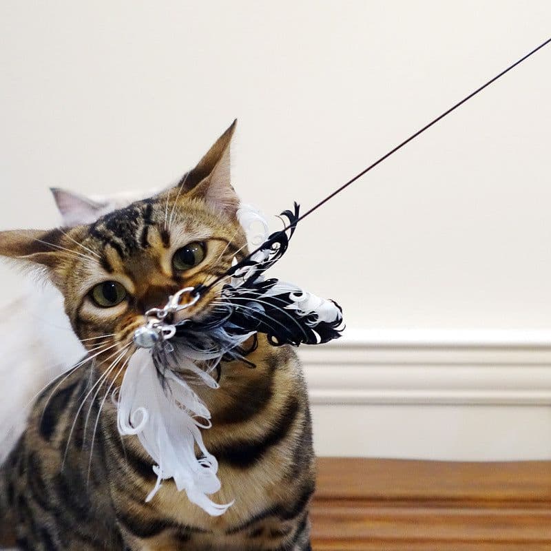 image-Tian Tian Cat Funny Cat Stick Cat Toy Bird Feather Wire
