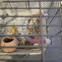 image-Gradient Colorful Bird Rope Perch Stand For Bird Cages Bendable Climbing Rope Cage Accessory Toy For Cockatiel Parakeet Sugar Glider