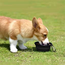 image-5" Portable and Foldable Small Dog Bowl-Black (5 Pieces)