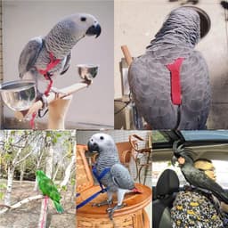 image-Parrot Flying With Flying Rope And Bird Harness