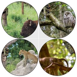 image-16MP Hunting Game Camera Infrared Night Vision Camera Scouting Cam No Battery