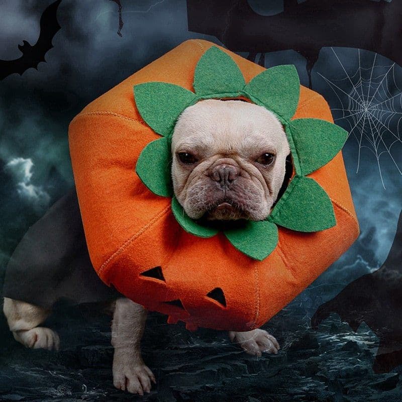 image-Pet Halloween Pumpkin Collars Cute Pet Cosplay Accessories