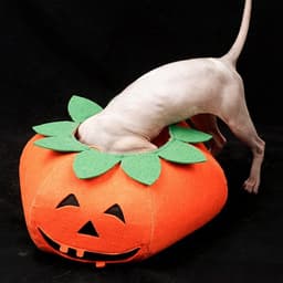 image-Pet Halloween Pumpkin Collars Cute Pet Cosplay Accessories
