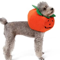 image-Pet Halloween Pumpkin Collars Cute Pet Cosplay Accessories