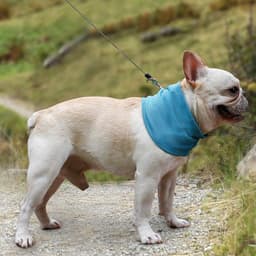 image-New Instant Cooling Pet Bandana Dog Scarf Summer Cooling Towel Wrap Dog Collar