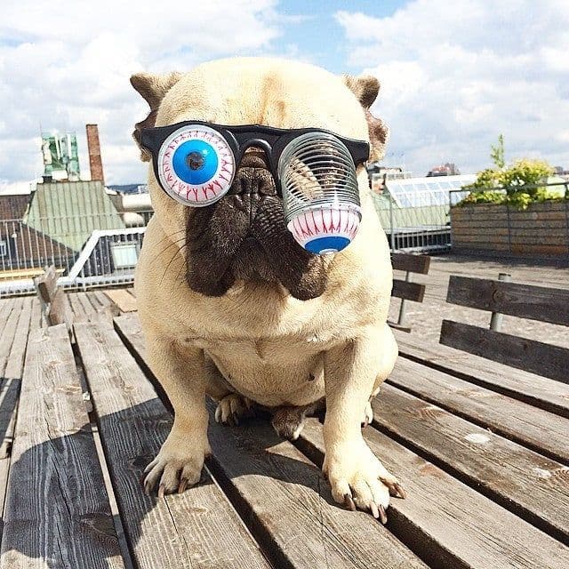 image-Pet Funny Glasses Props Spring Glasses