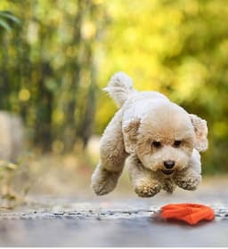 image-Dog teething toy