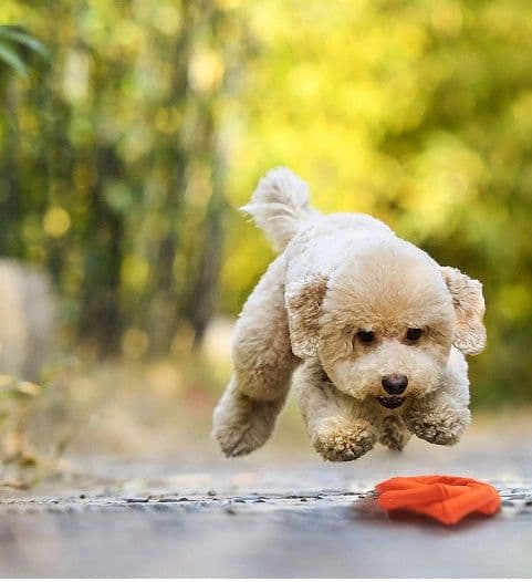 image-Dog teething toy