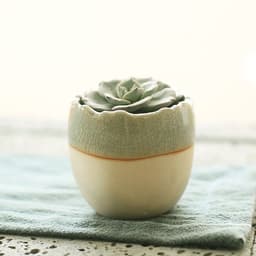 image-Succulent flowerpot furniture indoor potted plants