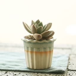 image-Succulent flowerpot furniture indoor potted plants