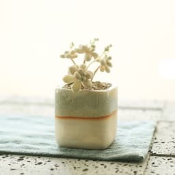 image-Succulent flowerpot furniture indoor potted plants