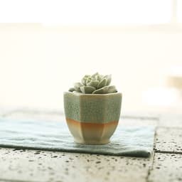 image-Succulent flowerpot furniture indoor potted plants