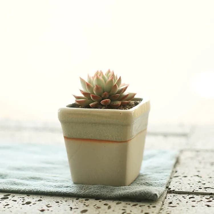 image-Succulent flowerpot furniture indoor potted plants