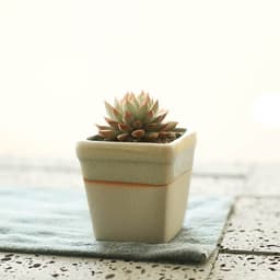 image-Succulent flowerpot furniture indoor potted plants