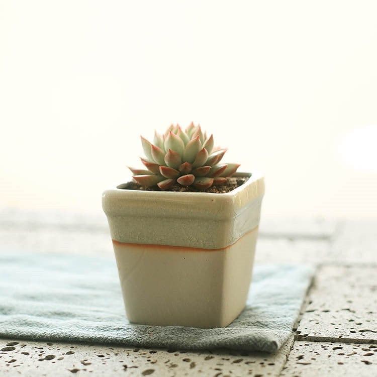 image-Succulent flowerpot furniture indoor potted plants