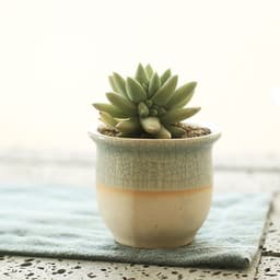 image-Succulent flowerpot furniture indoor potted plants