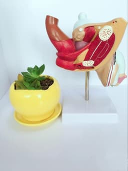 image-Anatomical Urinary System Model Of Male Internal Reproductive Disease