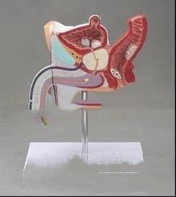 image-Anatomical Urinary System Model Of Male Internal Reproductive Disease