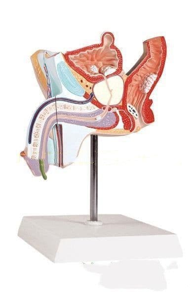 image-Anatomical Urinary System Model Of Male Internal Reproductive Disease