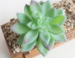 image-Indoor Succulent Green Plants Simulation Plants Decorative Flowers And Plants