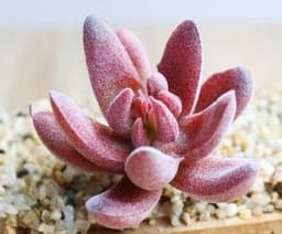 image-Indoor Succulent Green Plants Simulation Plants Decorative Flowers And Plants