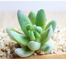 image-Indoor Succulent Green Plants Simulation Plants Decorative Flowers And Plants