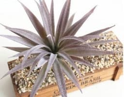 image-Indoor Succulent Green Plants Simulation Plants Decorative Flowers And Plants