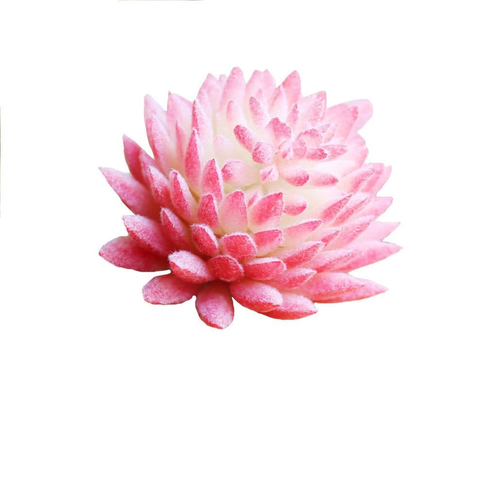 image-Indoor Succulent Green Plants Simulation Plants Decorative Flowers And Plants