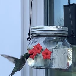 image-Hummingbird Feeder Plastic Flower Bird Feeder Bird Water Feeder Bottle Hanging Garden Outdoor Pet Supplies