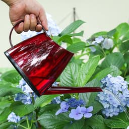 image-Transparent Watering Can For Gardening And Watering