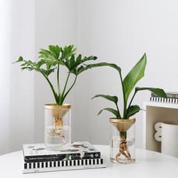 image-Cultivate Water Plants To Purify The Air Office Desktop Potted Plants