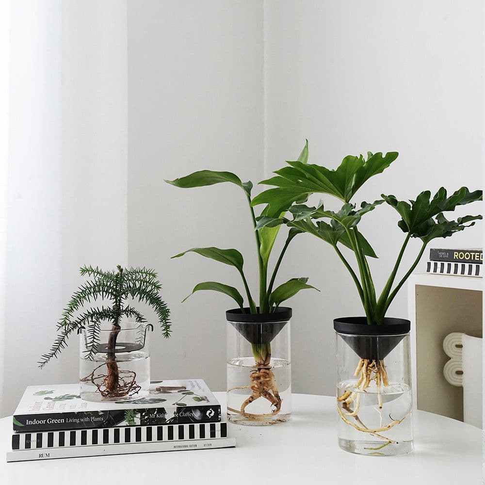 image-Cultivate Water Plants To Purify The Air Office Desktop Potted Plants