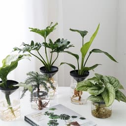 image-Cultivate Water Plants To Purify The Air Office Desktop Potted Plants